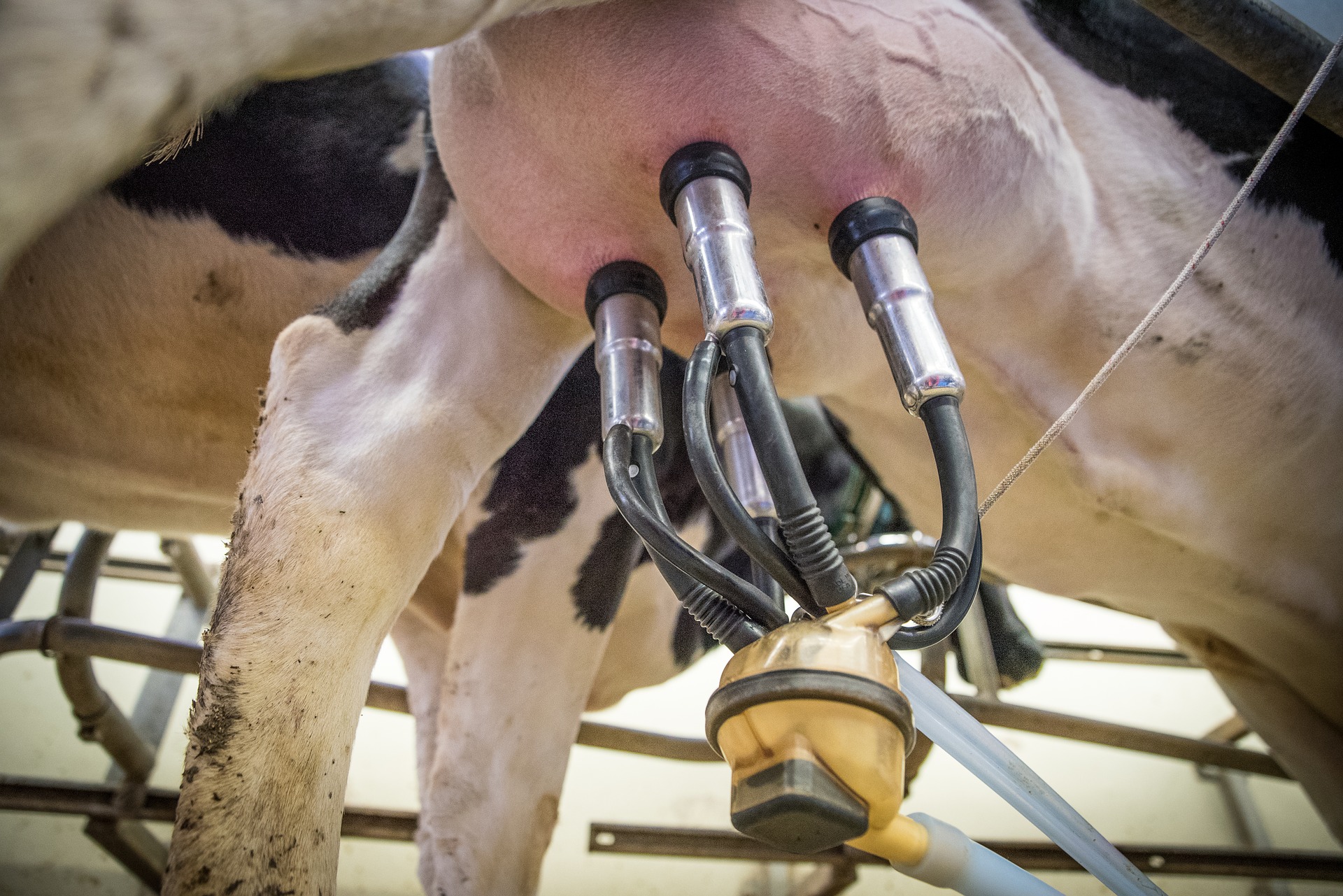milk-3455395_1920.jpg