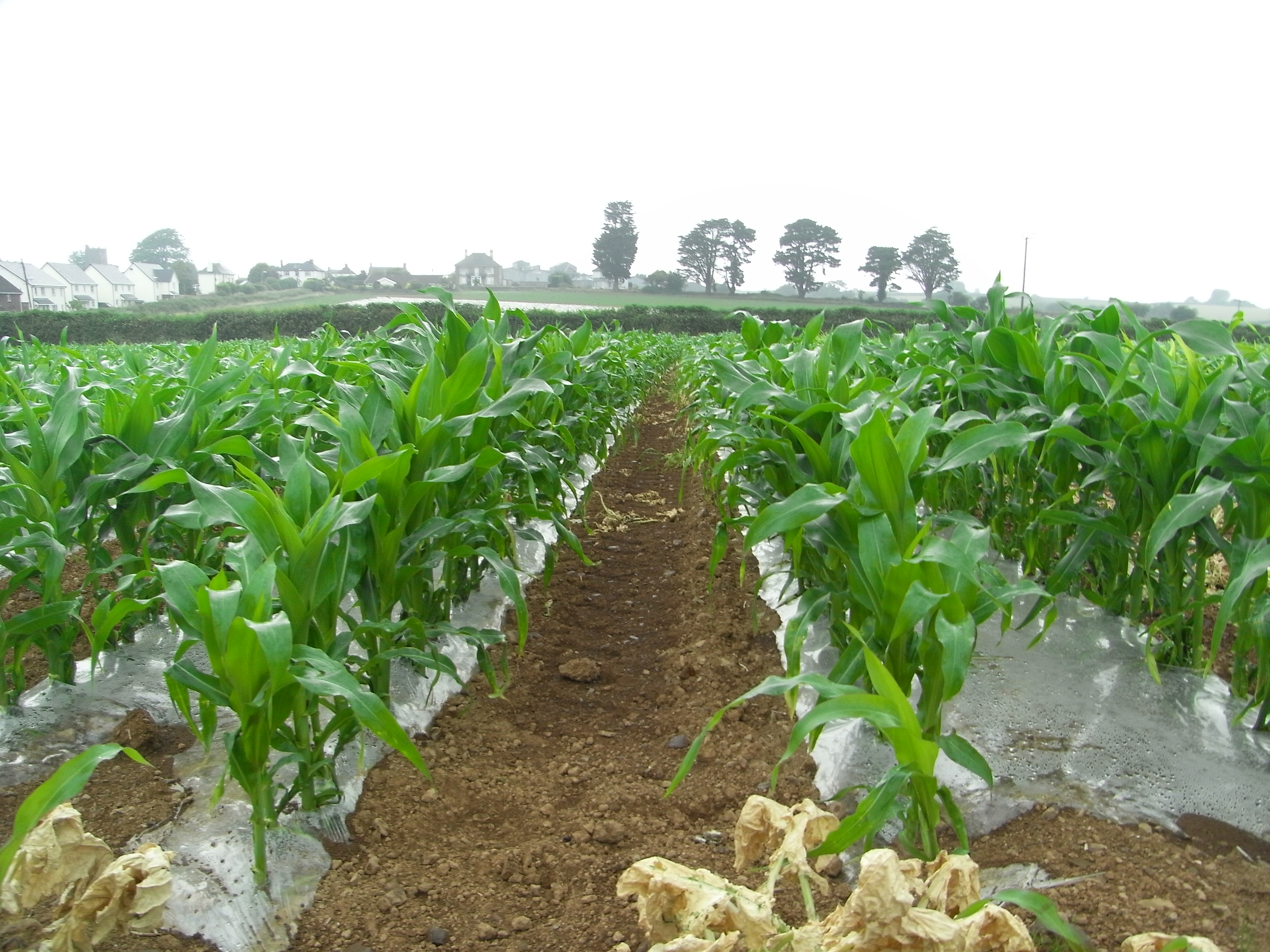 maize_growing.jpg