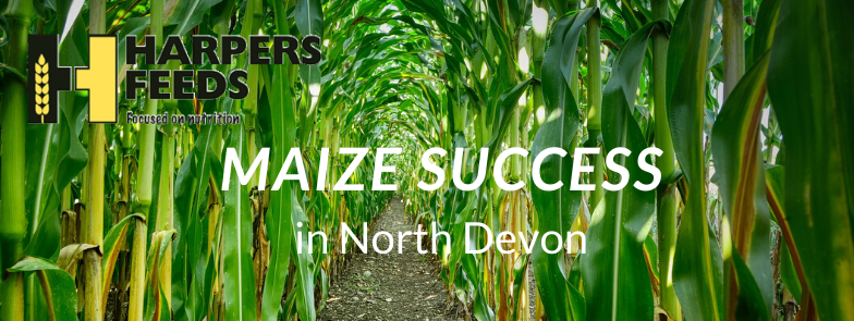 Maize_Success.png
