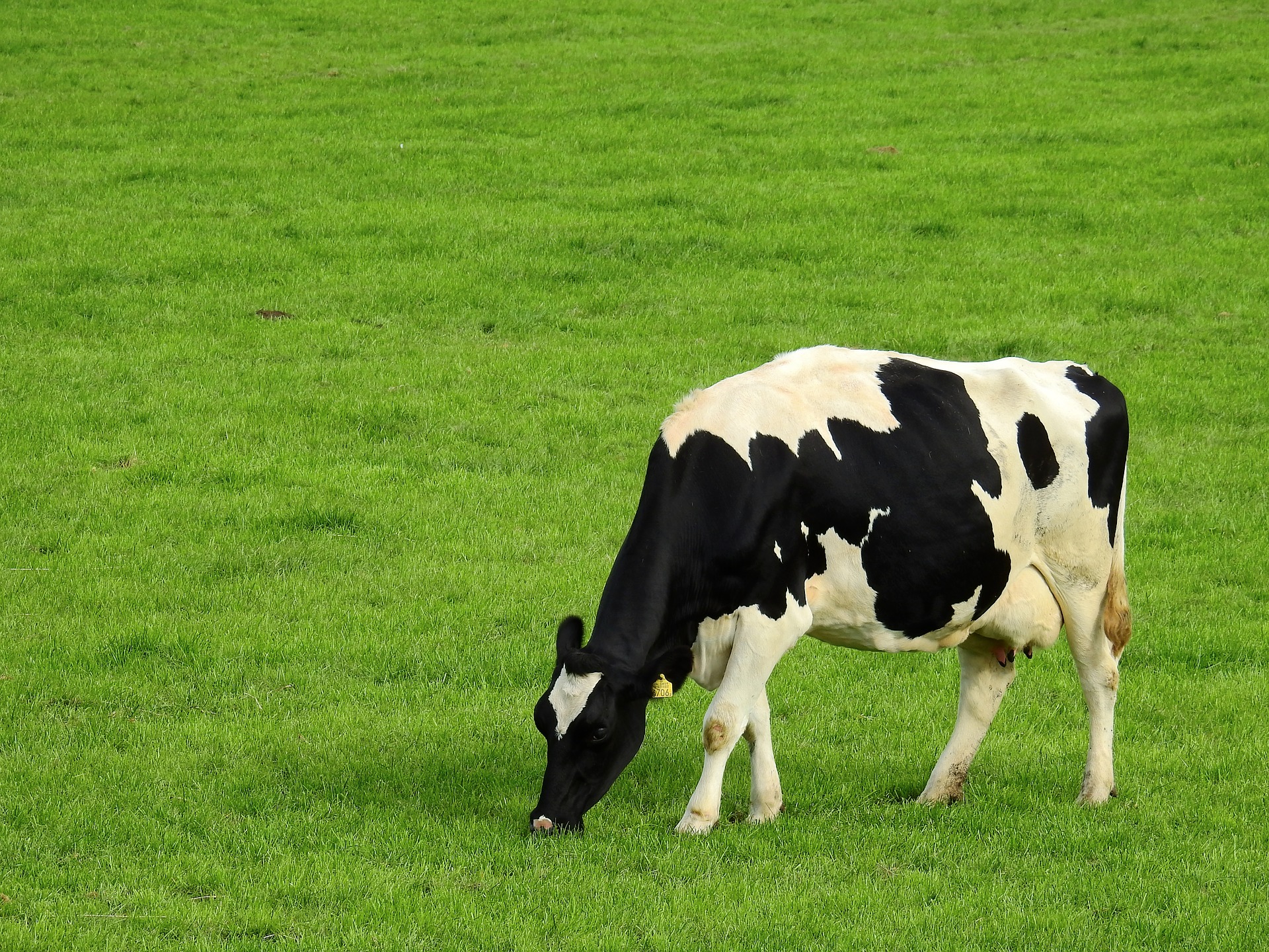 Photo_for_Dairy_Costing_Service.jpg