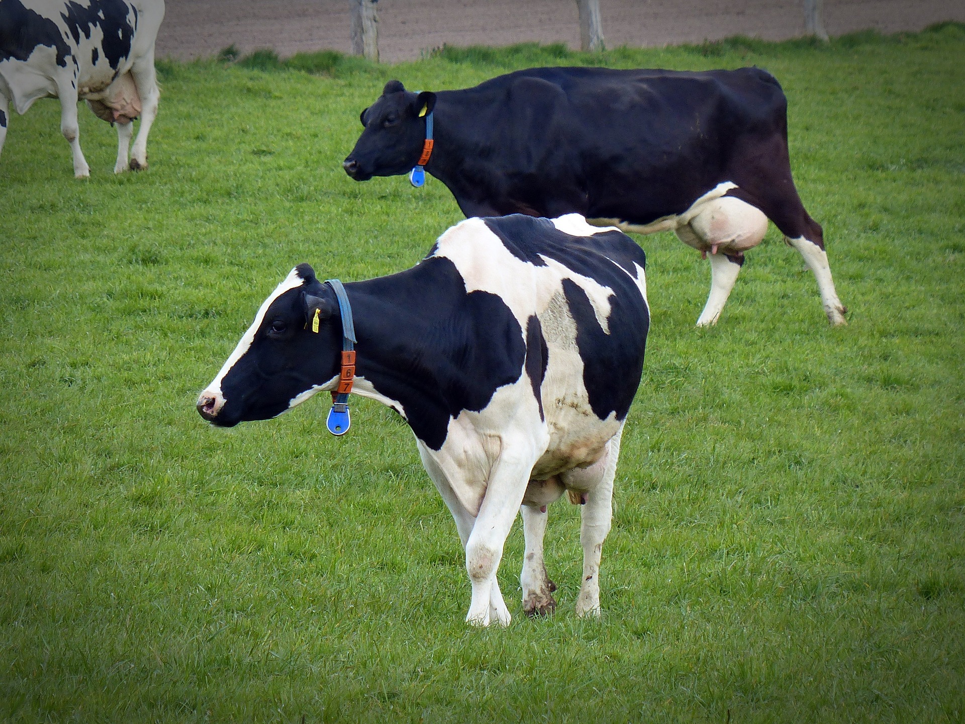 dairy_cows_in_field.jpg