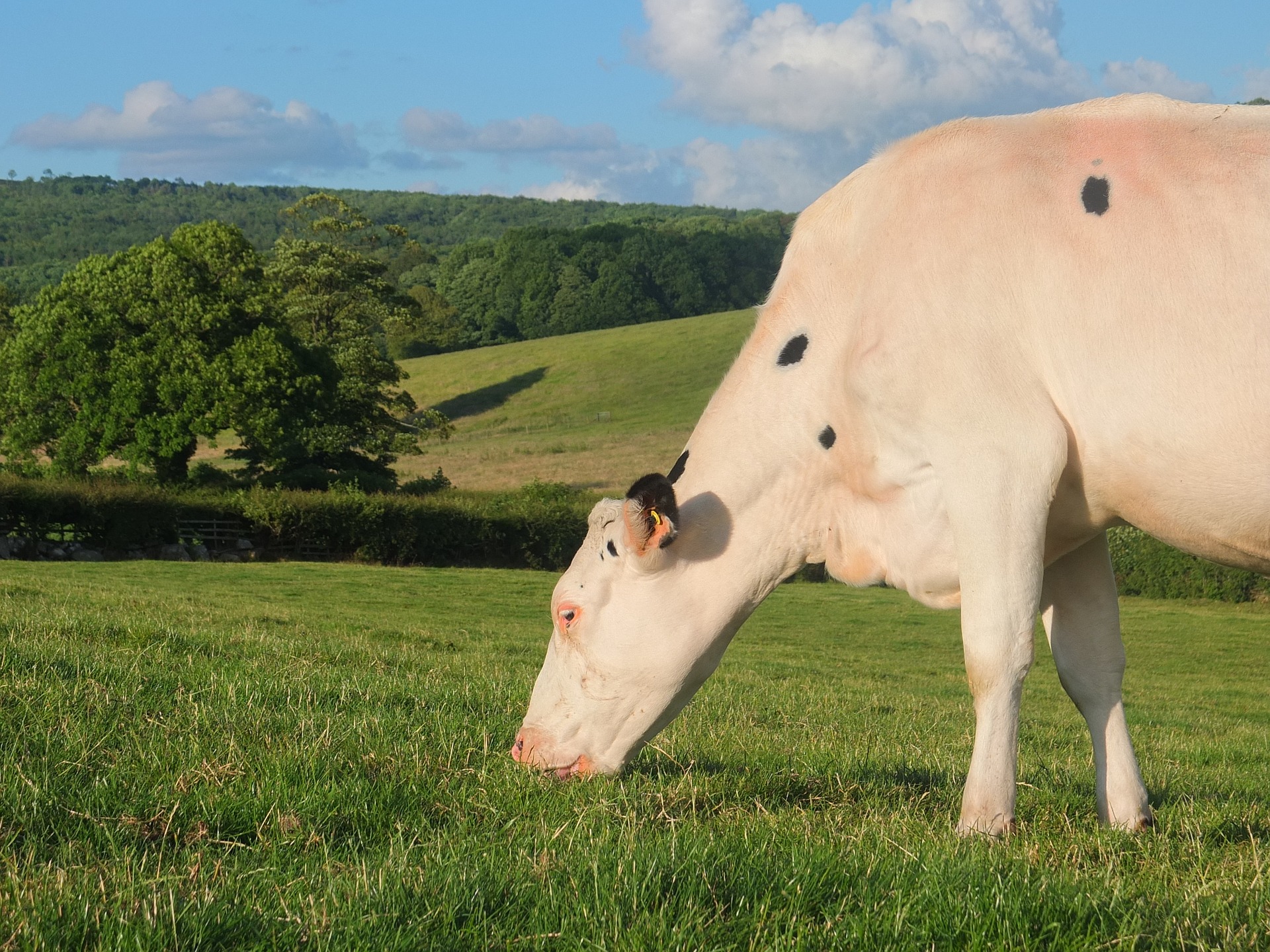 Fresian_grazing.jpg