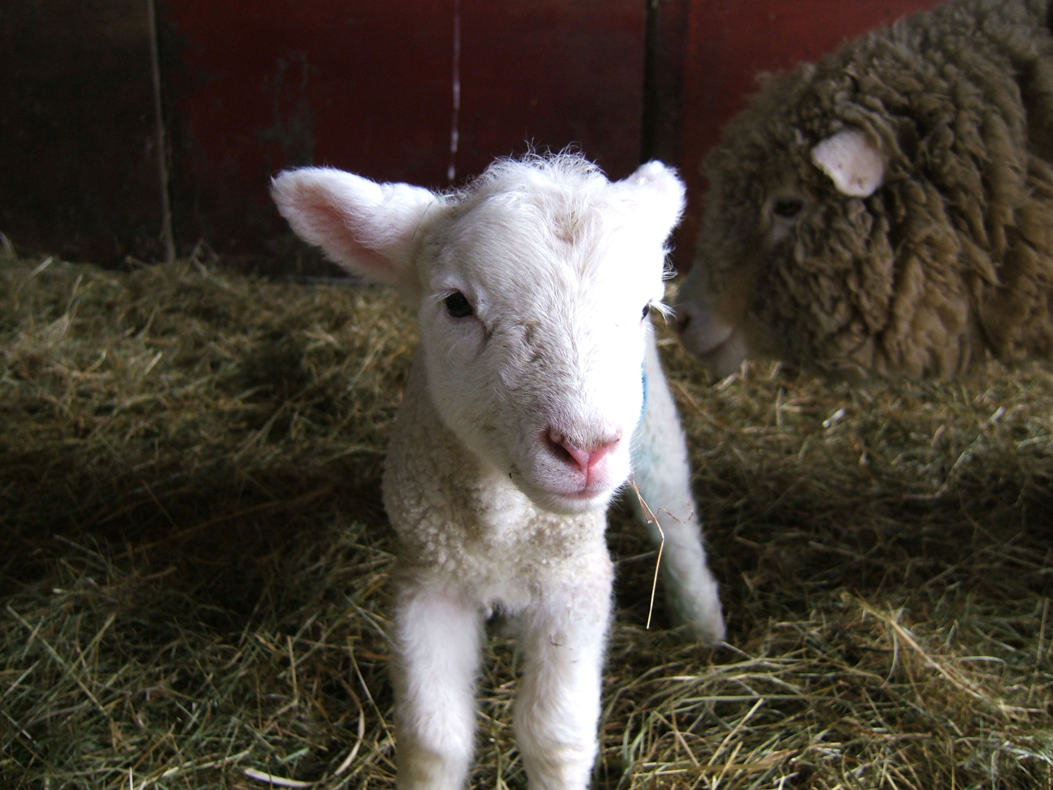 How to prepare for a successful lambing