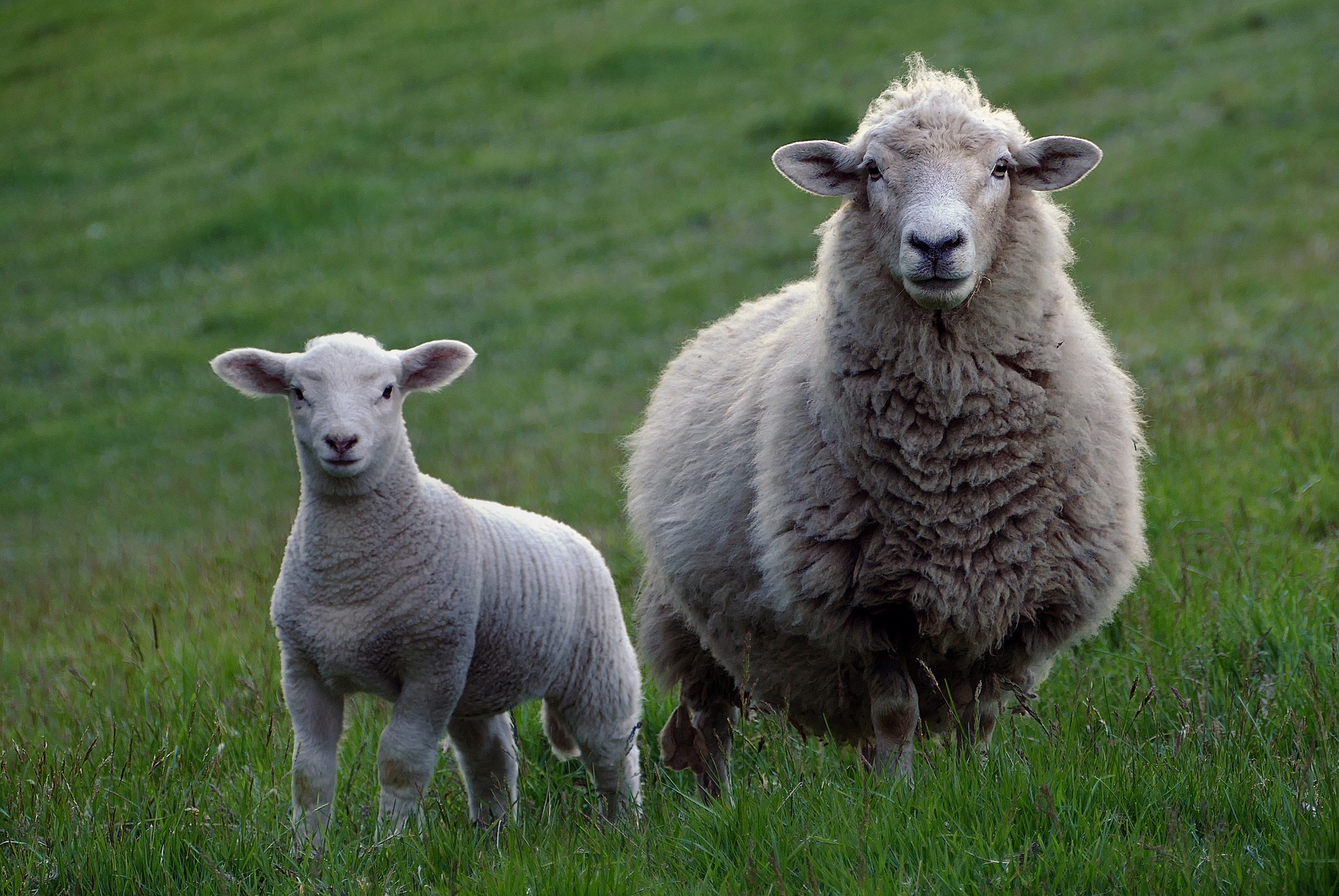 ewe_and_lamb_in_a_field.jpg
