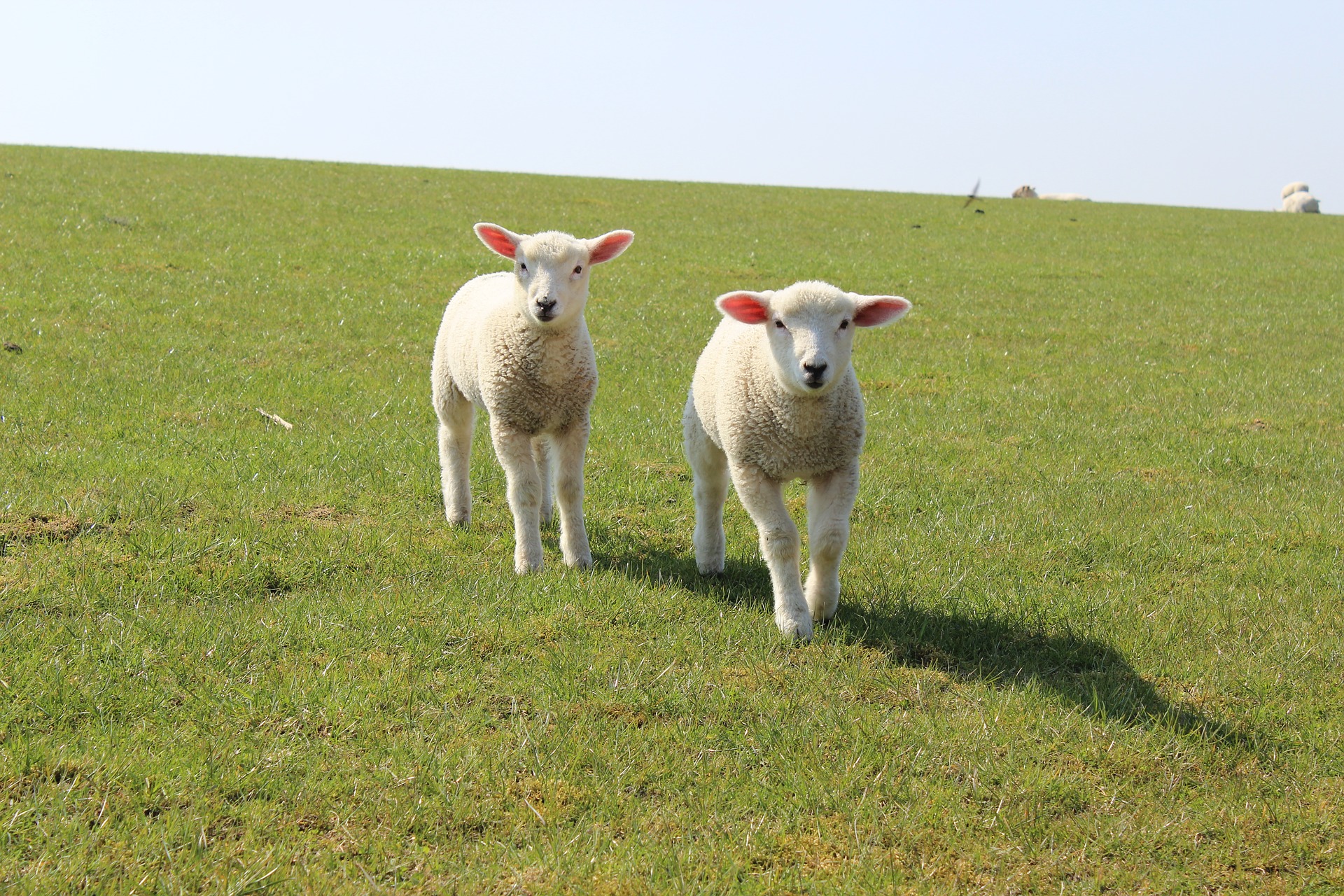 lamb-914782_1920.jpg