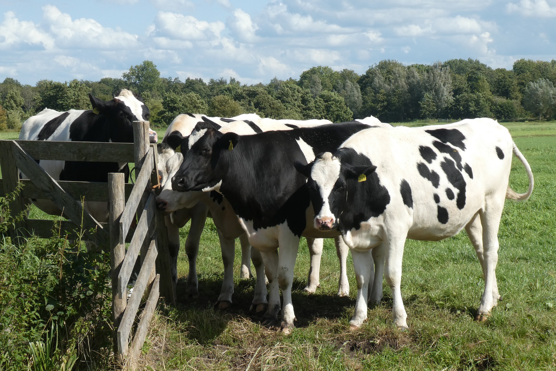beef_cow.jpg