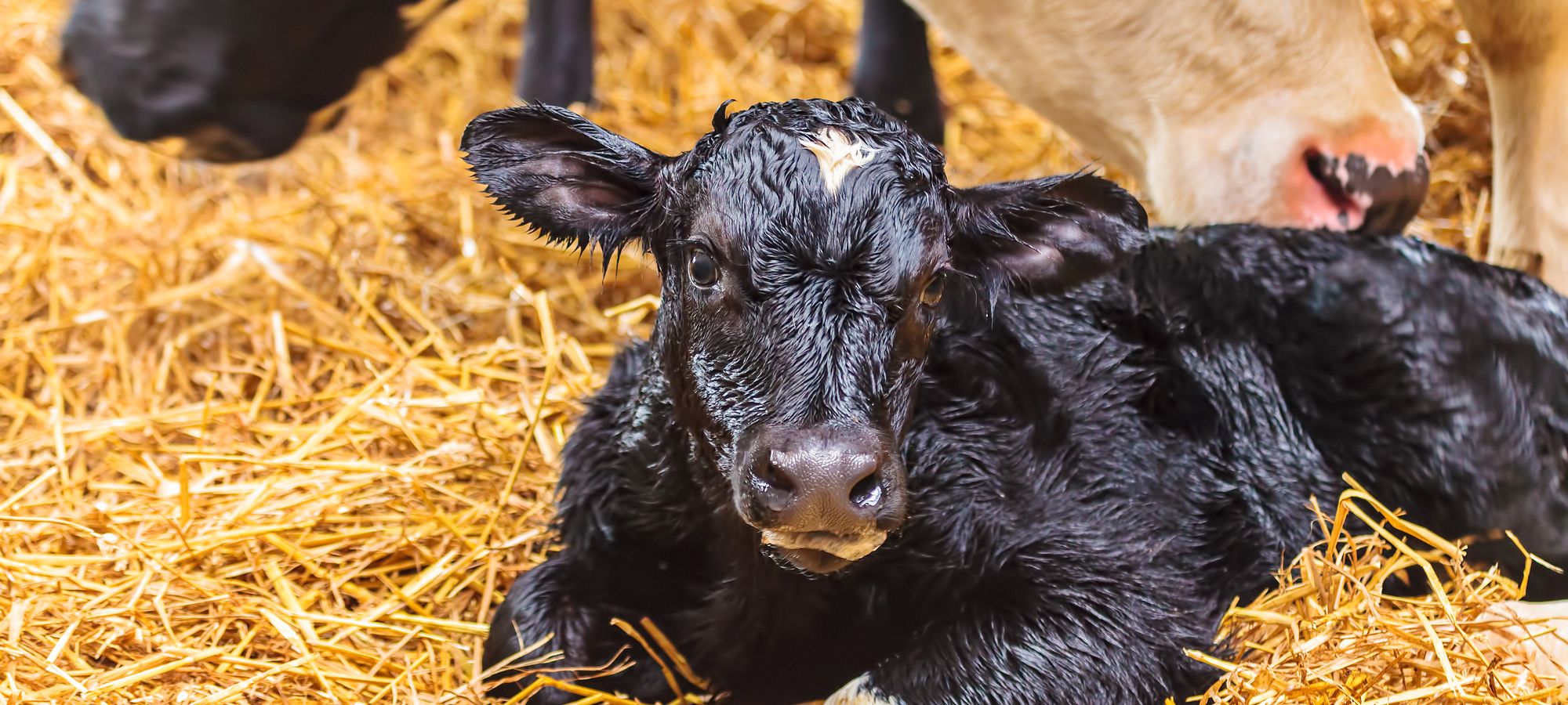 New_Born_Calf.jpg