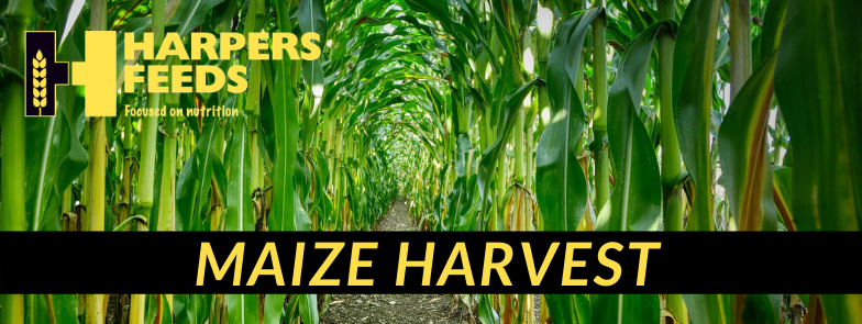 Maize_Harvest_2020.png