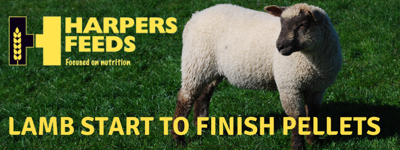 Harpers_Feeds_Sheep_Blog_2.png