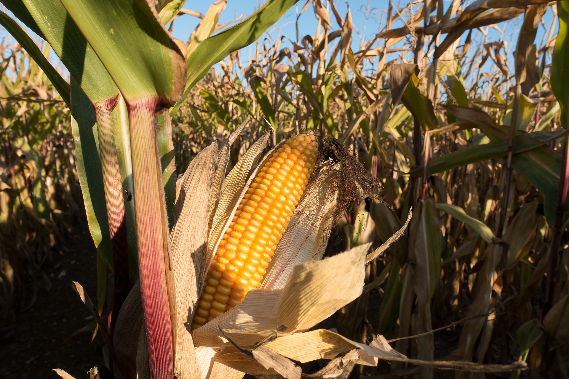 cornfield.jpg