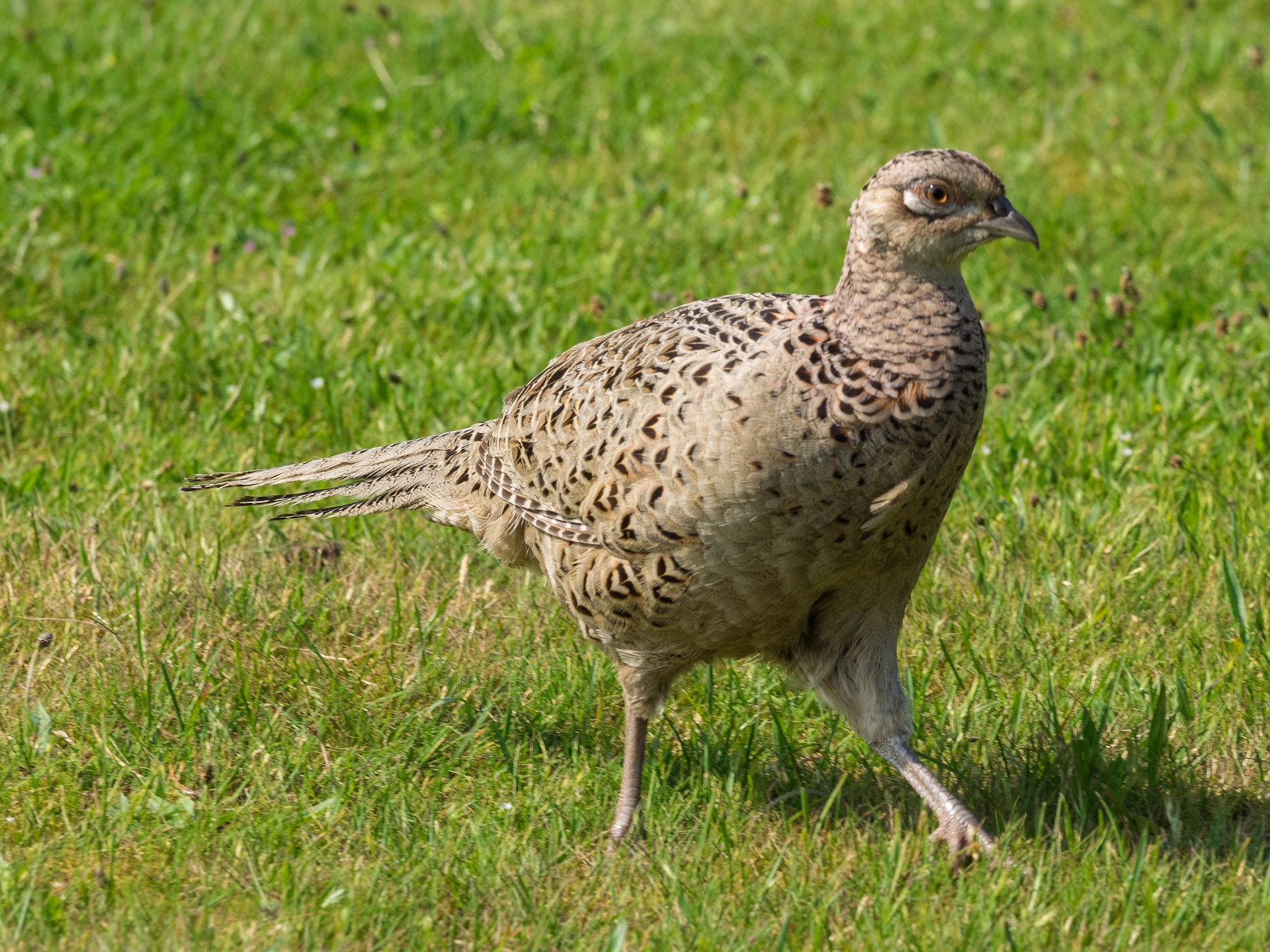 Hen_pheasant.jpg