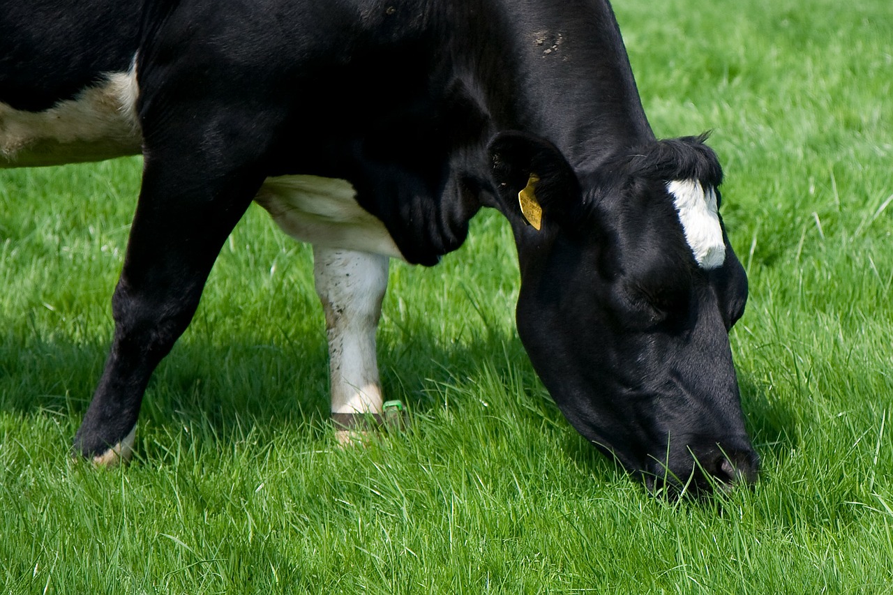 Holstien_close-up_grazing.jpg