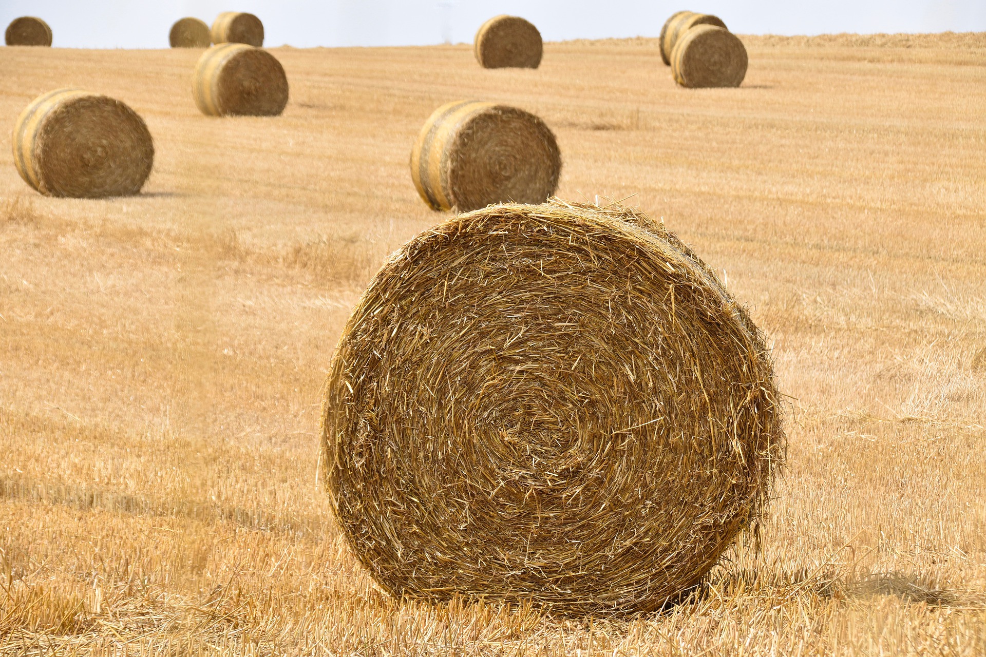Round_straw_bales_in_a_field.jpg