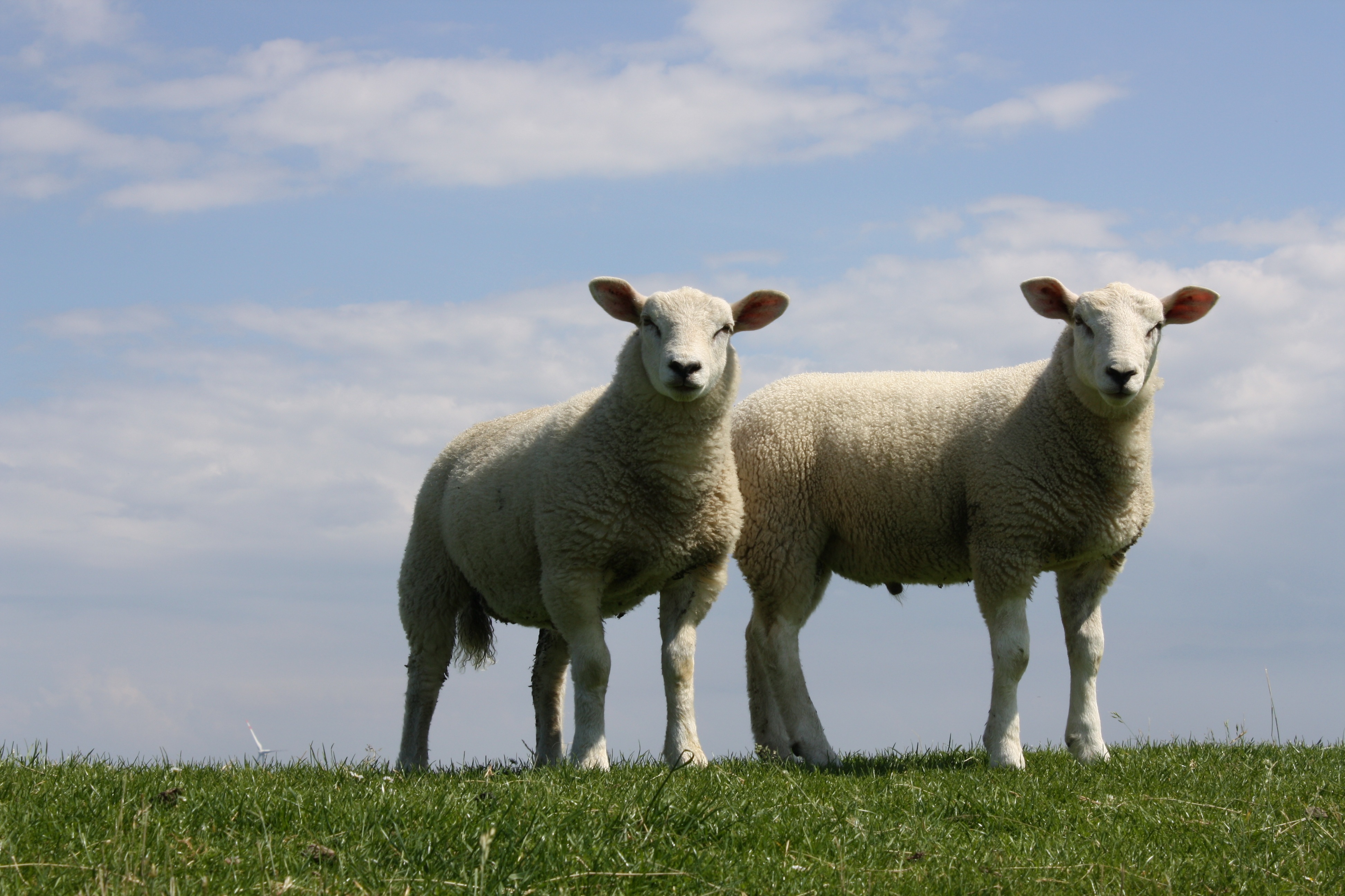 farm-3245164.jpg
