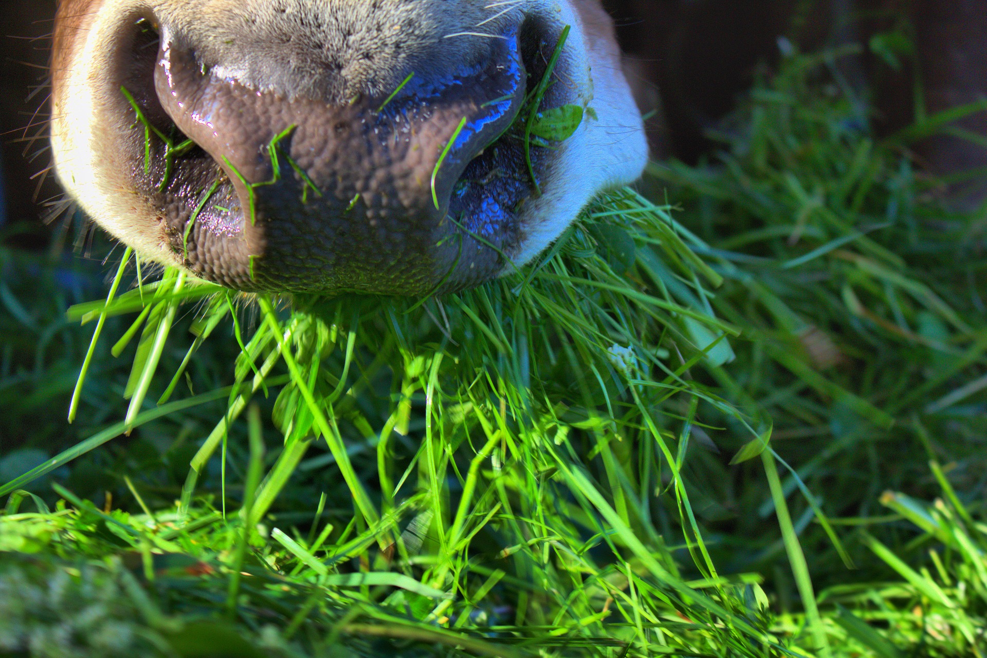 close_up_cow_mouth_eating_grass.jpg