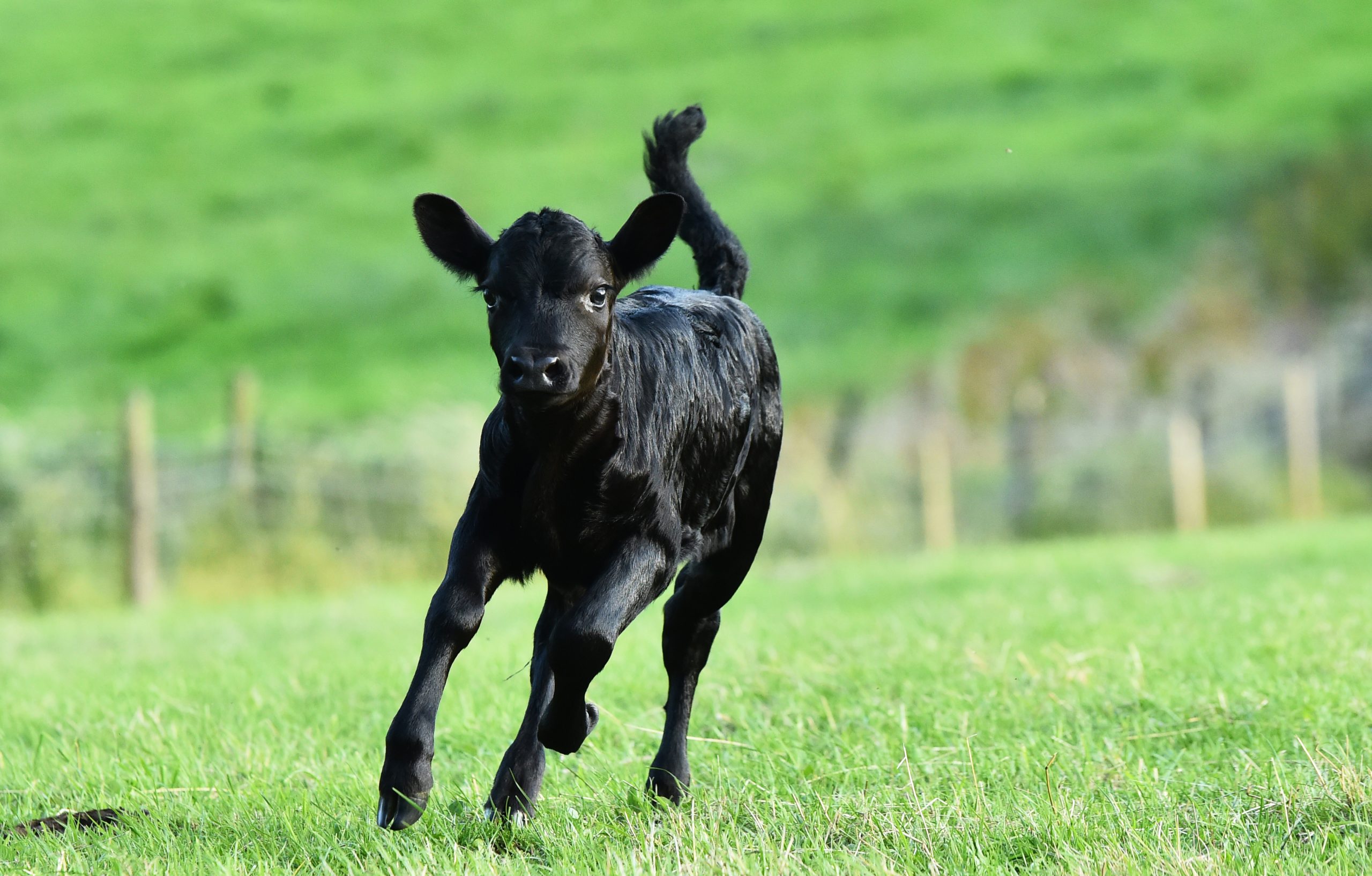 dairy cow eating