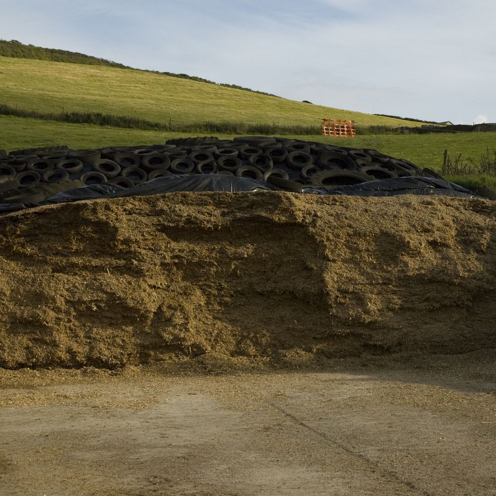 What we can learn from 2021 forages - Harpers Feeds