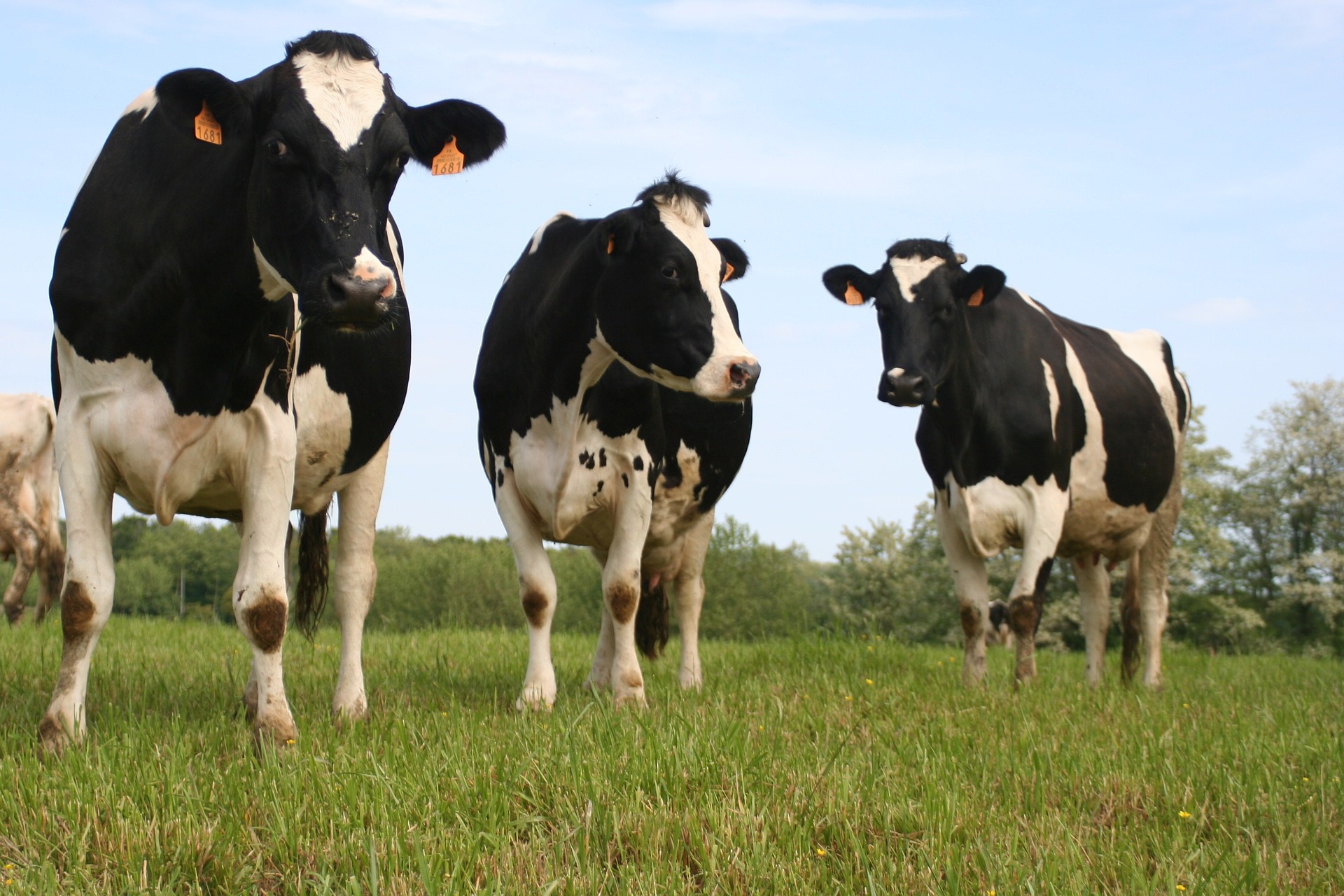 dairy cow eating