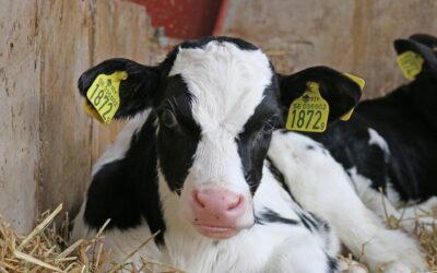 Developing the calf rumen effectively