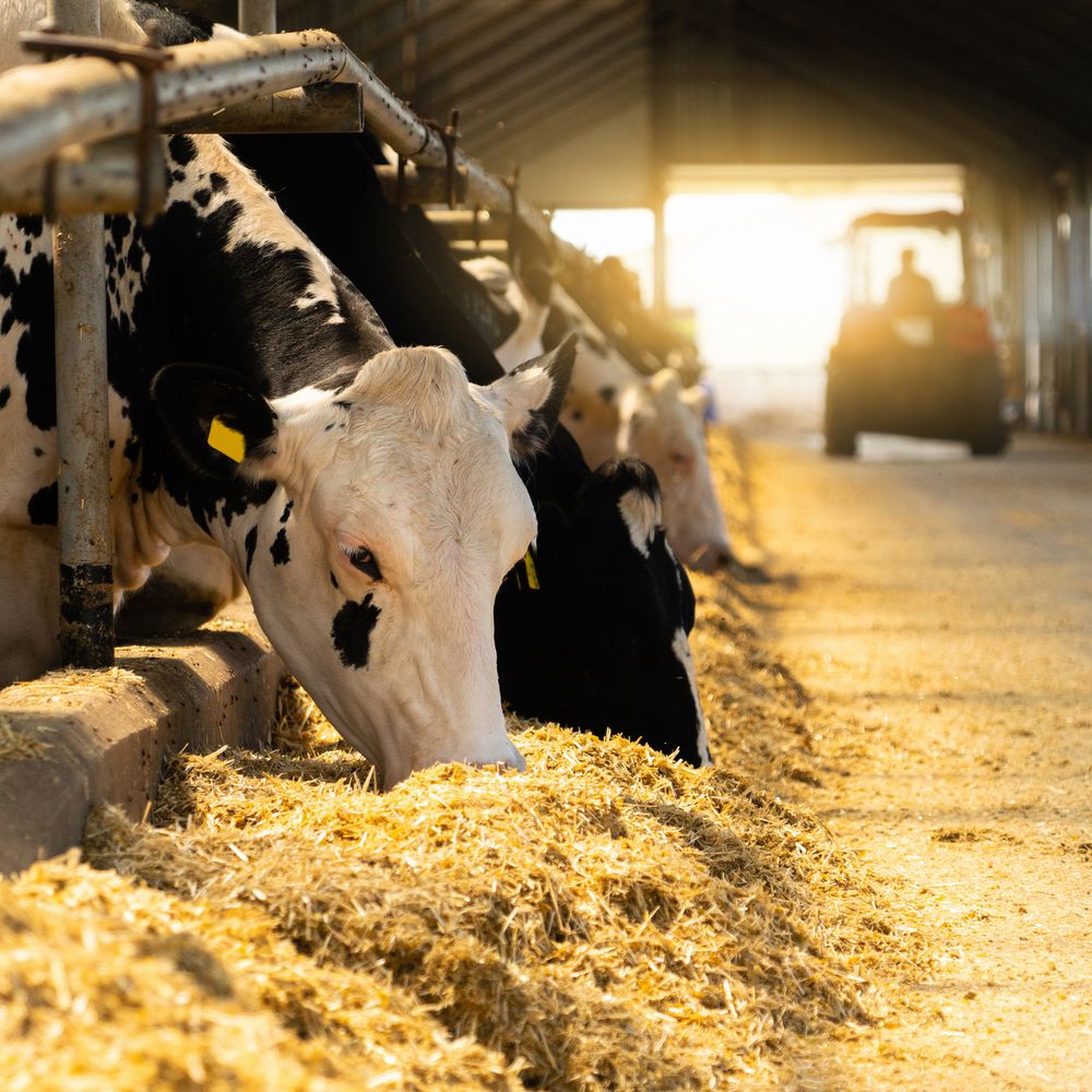 dairy cow eating