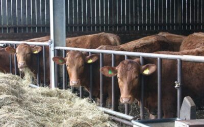 National success for Limousin cattle breeders