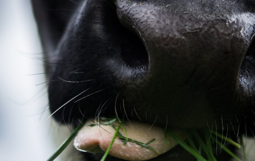 dairy cow eating fresh grass