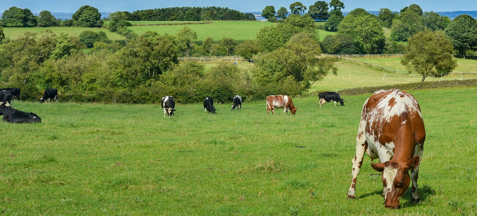 dairy herd grazing grass