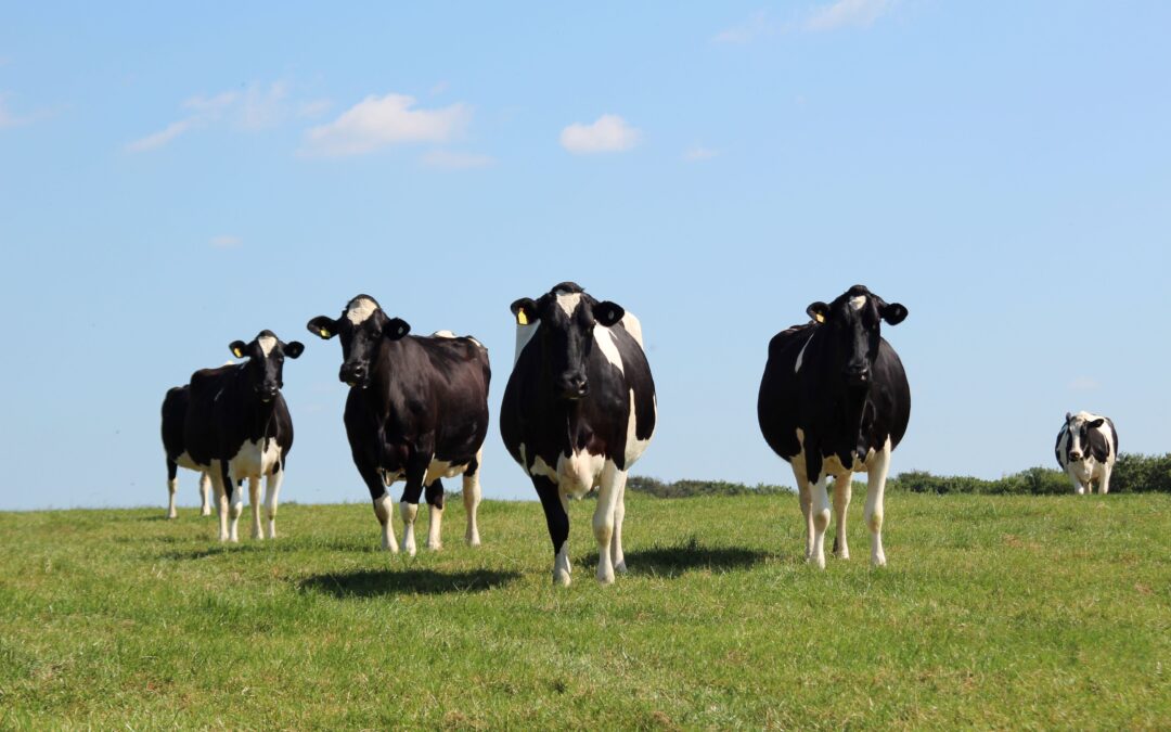 Feeding your dry cows