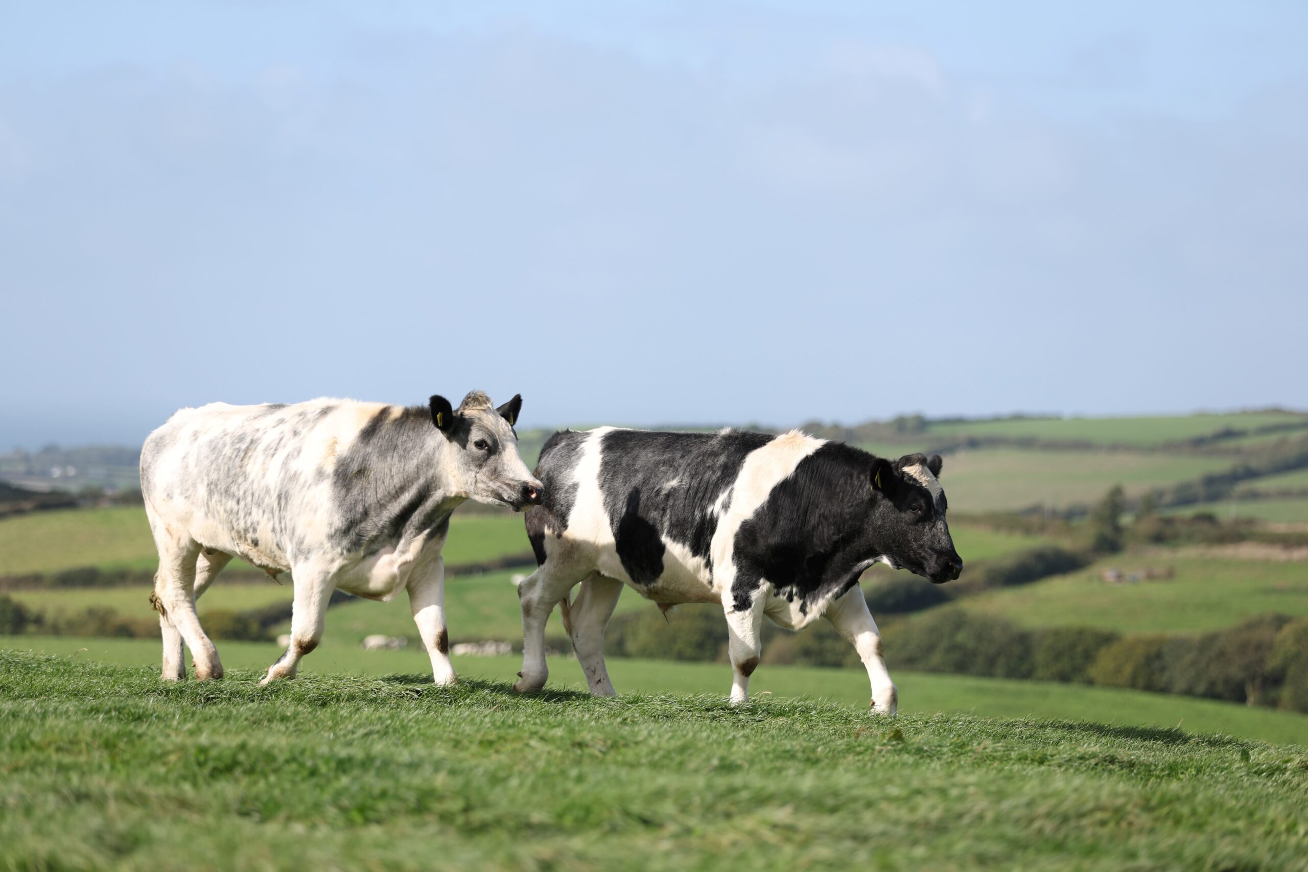 dairy cow eating