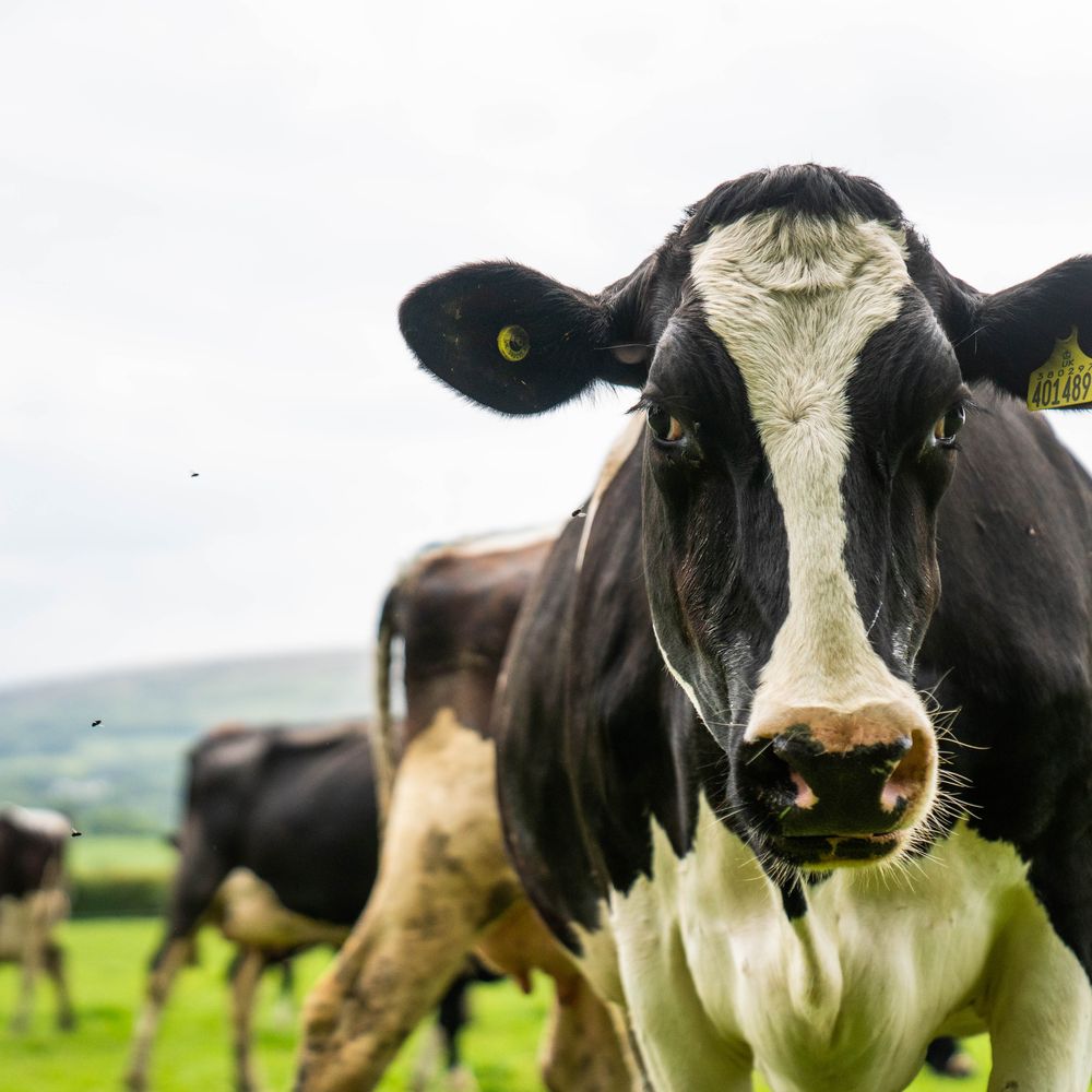 milking dairy cow