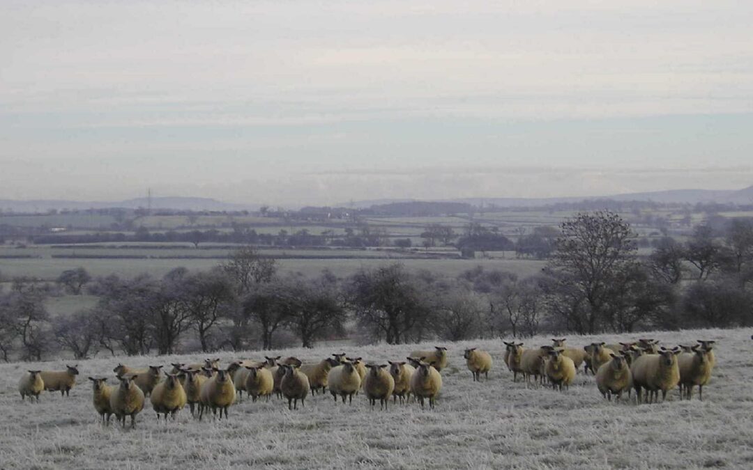 Ewe nutrition at lambing