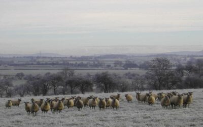 Ewe nutrition at lambing