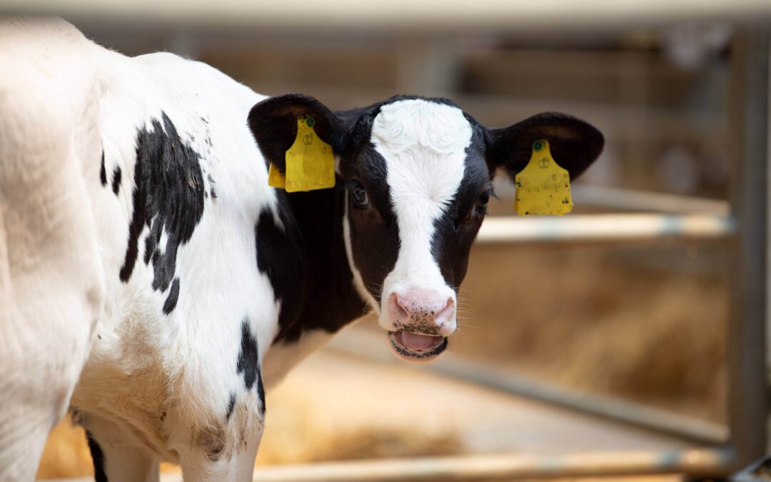 healthy dairy calf