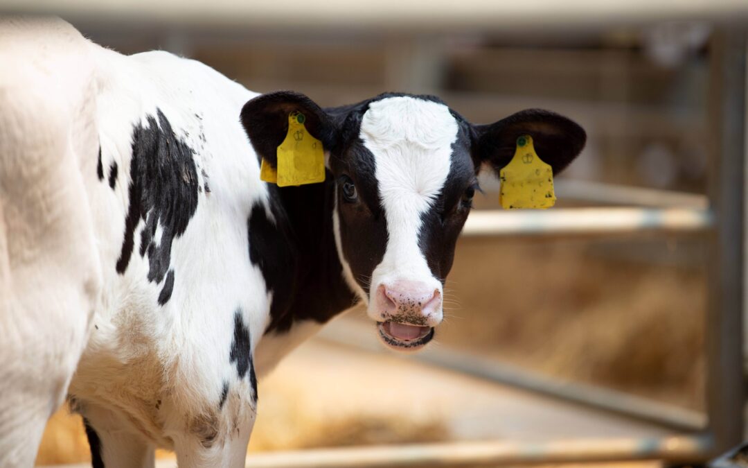 Rearing healthy calves