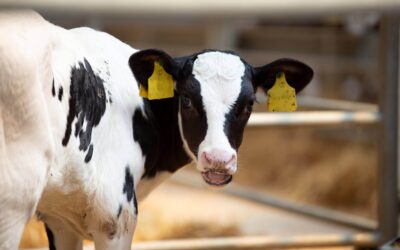 Rearing healthy calves