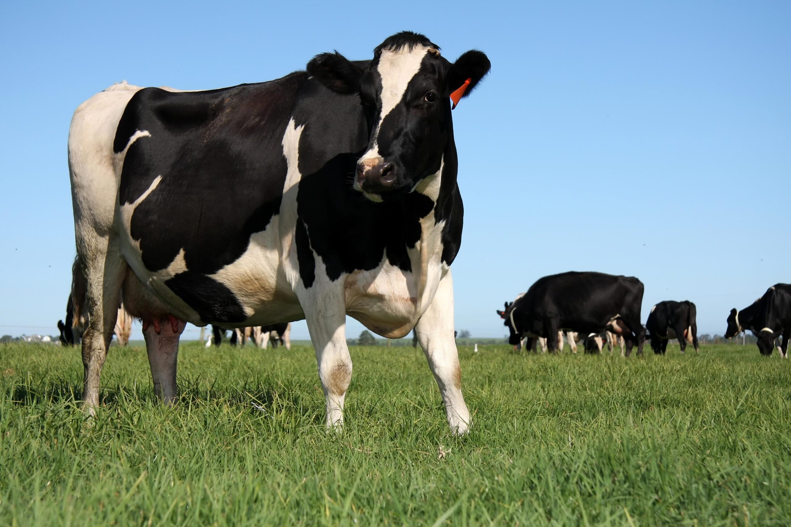 dairy cow eating