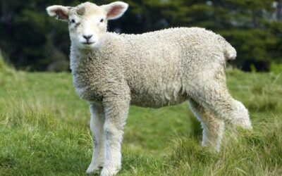 Rearing healthy lambs
