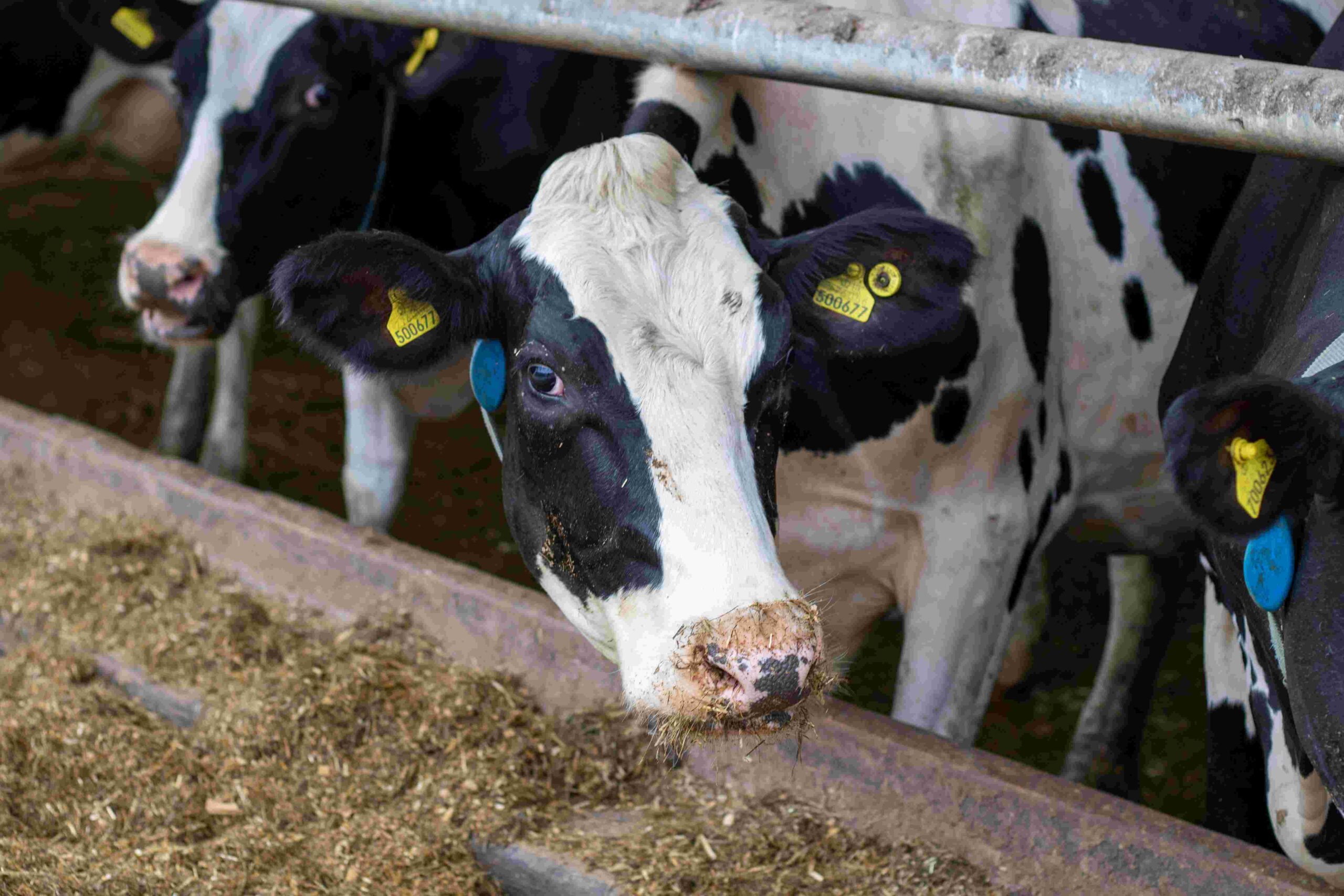 Dairy cow eating feed