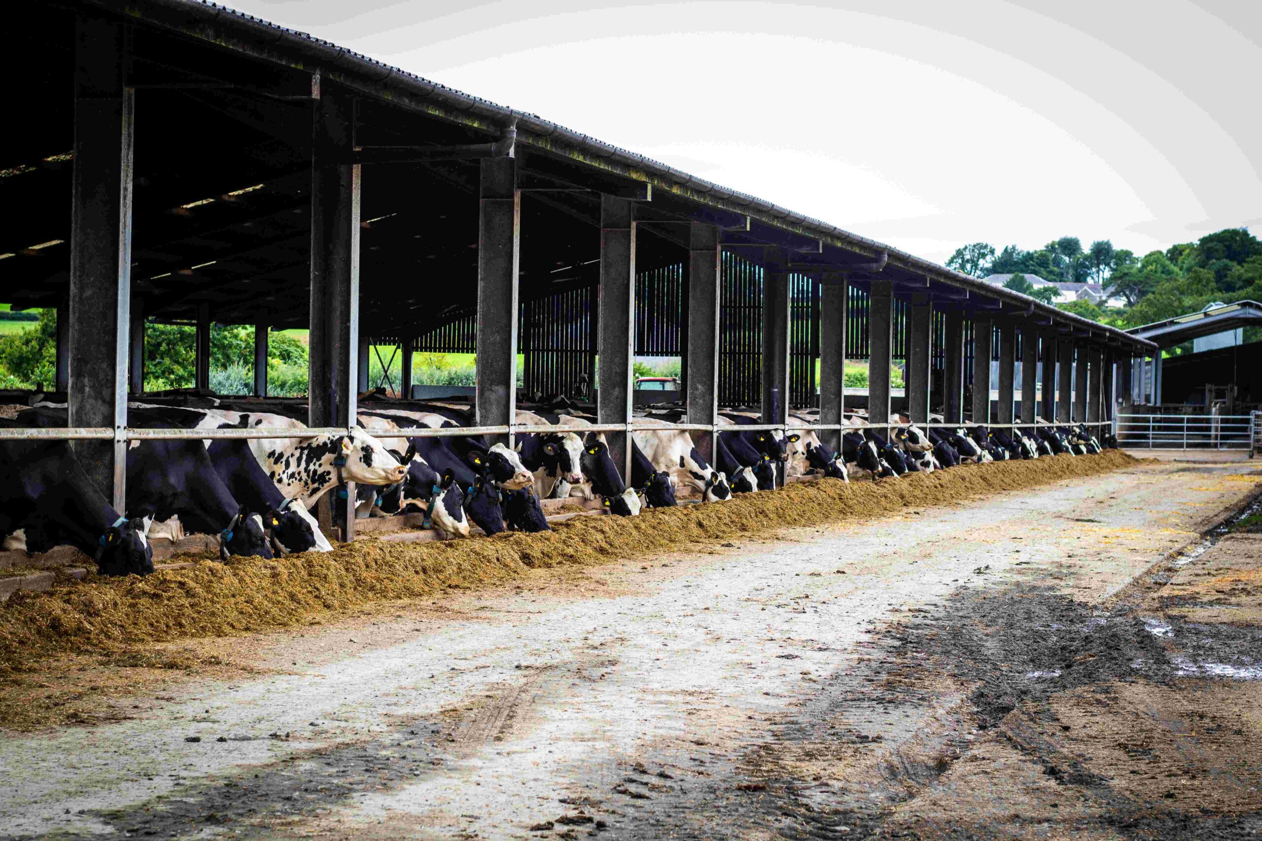 dairy farm yard