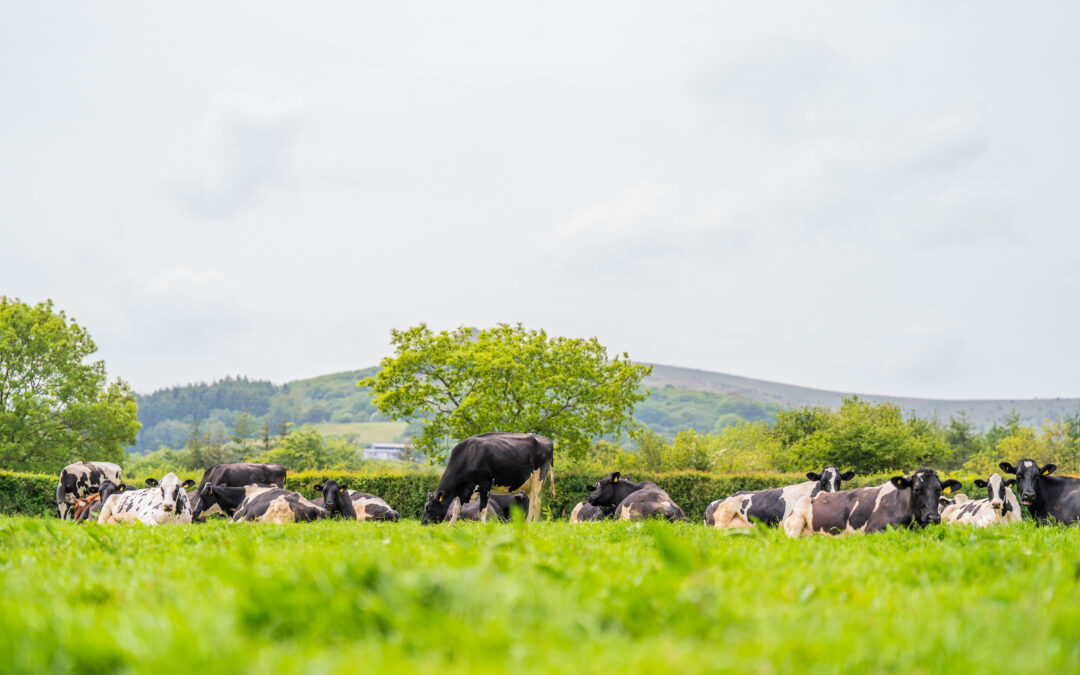 February Feedtalk 2025