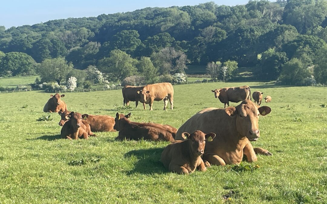 June Feedtalk 2025