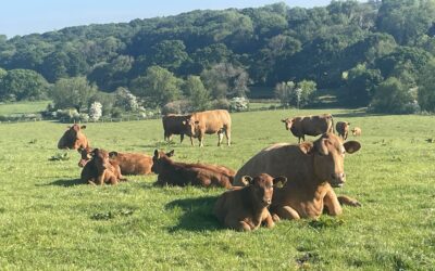 June Feedtalk 2025