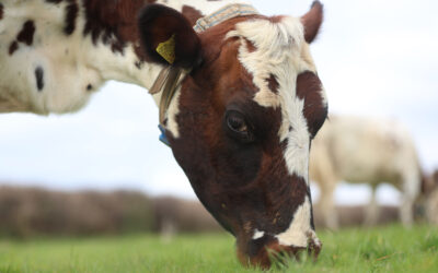 How cool are your cows?