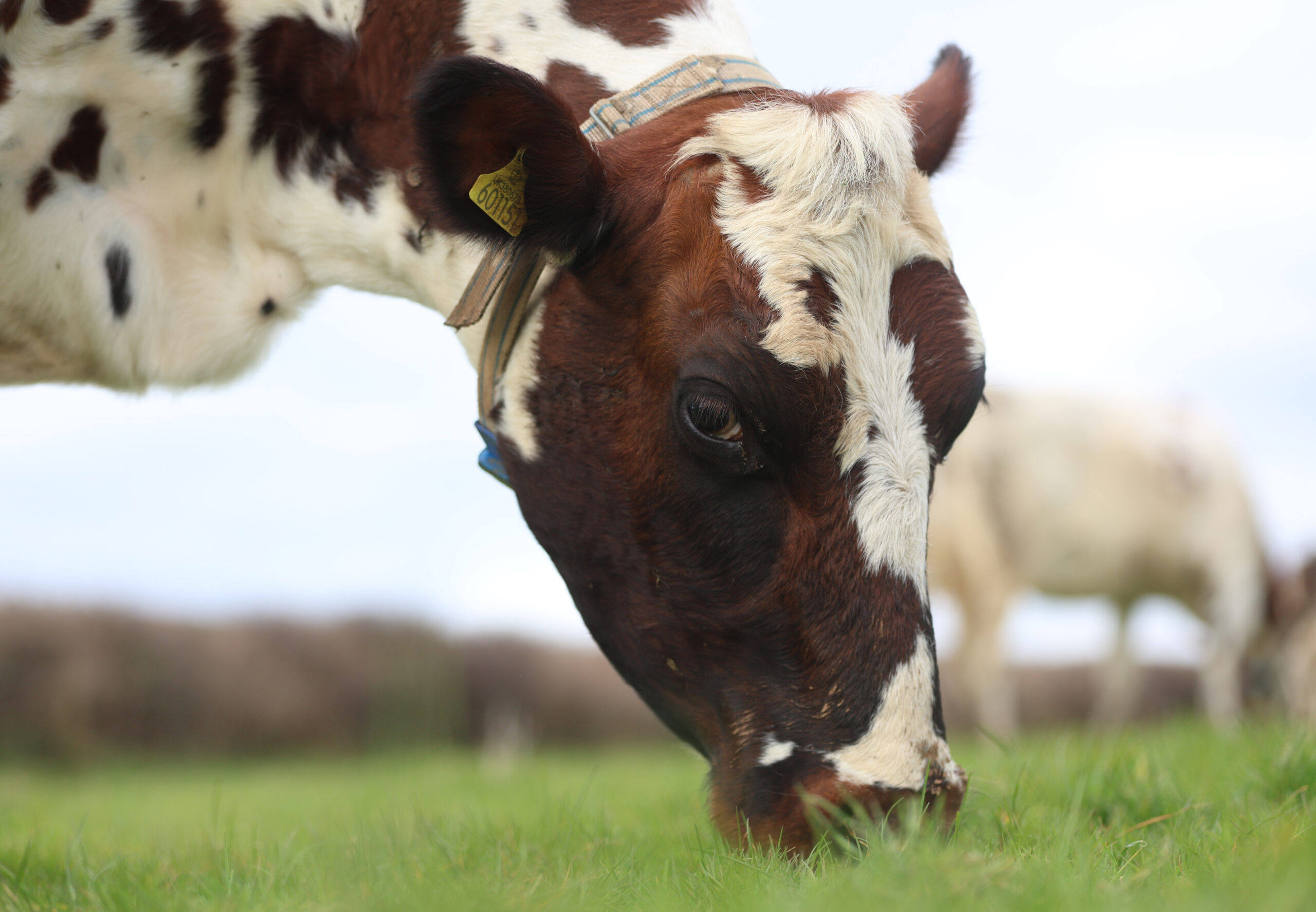 How cool are your cows? - Harpers Feeds