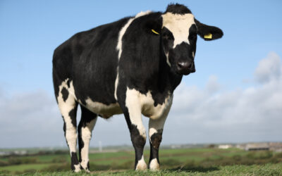 Rearing your cattle efficiently