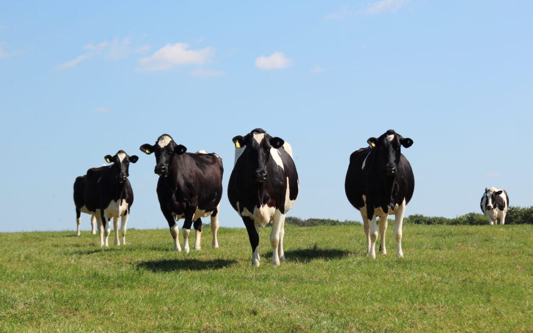 Four steps to dry cow transition success