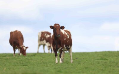 August Feedtalk 2025
