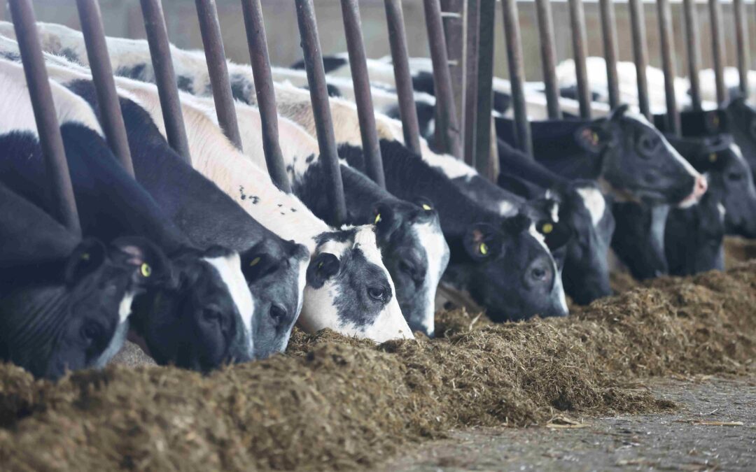 December Feedtalk 2025