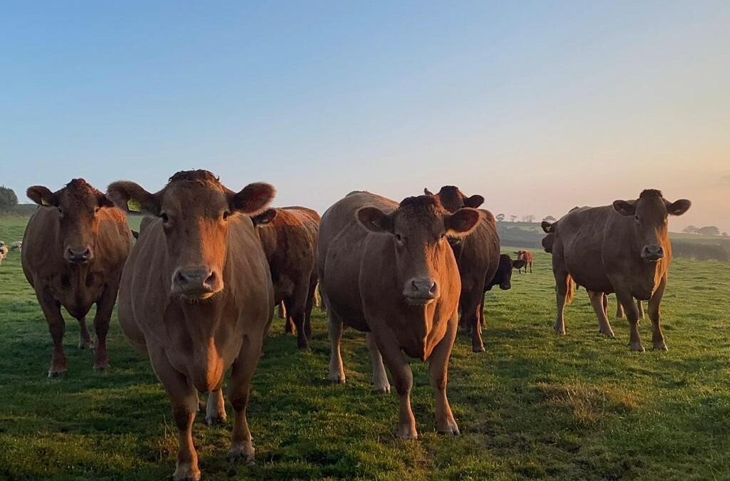 Success with beef finishing