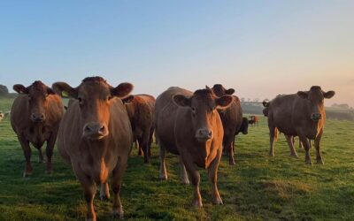 Success with beef finishing